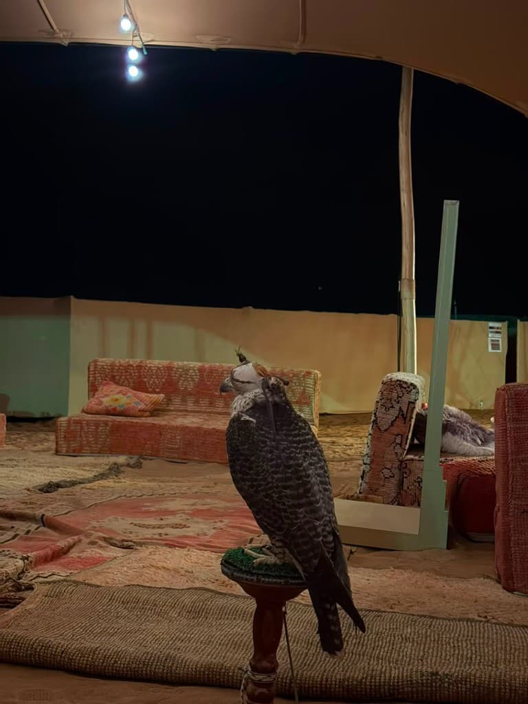Hooded falcon on a wooden perch inside a lit majlis tent in Abu Dhabi